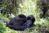 Female Mountain gorilla (Gorilla beringei) resting, Volcanoes National Park, Rwanda, Africa