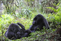Mountain gorilla family (Gorilla beringei) Volcanoes National Park, Rwanda, Africa