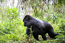Male silverback Mountain gorilla (Gorilla beringei) knuckle walking, Volcanoes National Park, Rwanda, Africa