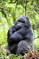 Male silverback Mountain gorilla (Gorilla beringei) sitting, Volcanoes National Park, Rwanda, Africa
