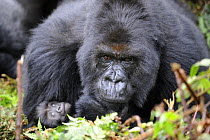 Female Mountain gorilla (Gorilla beringei) with her baby, Volcanoes National Park, Rwanda, Africa