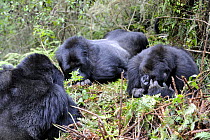 Mountain gorilla family (Gorilla beringei) resting, with silverback, female and baby, Volcanoes National Park, Rwanda, Africa