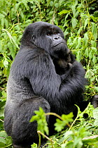 Male silverback Mountain gorilla (Gorilla beringei) sitting, portrait, Volcanoes National Park, Rwanda, Africa