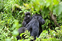 Female Mountain gorilla (Gorilla beringei) carrying baby on her back, Volcanoes National Park, Rwanda, Africa