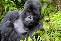 Male silverback Mountain gorilla (Gorilla beringei) resting, Volcanoes National Park, Rwanda, Africa