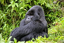 Male silverback Mountain gorilla (Gorilla beringei) sitting, watching, Volcanoes National Park, Rwanda, Africa