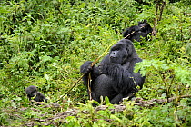 Silverback Mountain gorilla and baby gorilla (Gorilla beringei) feeding together, Volcanoes National Park, Rwanda, Africa