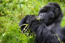 Silverback Mountain gorilla (Gorilla beringei) feeding, Volcanoes National Park, Rwanda, Africa