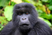 Subadult Mountain gorilla (Gorilla beringei) portrait with mouth open, Volcanoes National Park, Rwanda, Africa