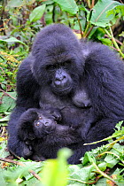 Female Mountain gorilla with her baby (Gorilla beringei) Volcanoes National Park, Rwanda, Africa