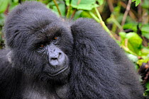 Female Mountain gorilla (Gorilla beringei) Volcanoes National Park, Rwanda, Africa
