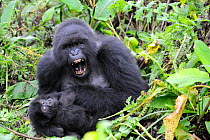 Female Mountain gorilla (Gorilla beringei) showing aggression, protecting her baby, Volcanoes National Park, Rwanda, Africa