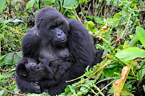 Female Mountain gorilla (Gorilla beringei) with her baby, Volcanoes National Park, Rwanda, Africa