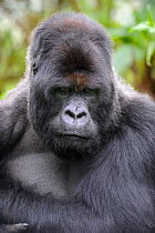 Male silverback Mountain gorilla (Gorilla beringei) portrait, Volcanoes National Park, Rwanda, Africa