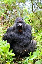 Male silverback Mountain gorilla (Gorilla beringei) yawning, Volcanoes National Park, Rwanda, Africa