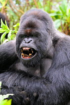 Male silverback Mountain gorilla (Gorilla beringei) yawning, Volcanoes National Park, Rwanda, Africa