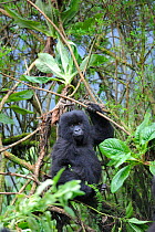 Young Mountain gorilla (Gorilla beringei) climbing in trees, Volcanoes National Park, Rwanda, Africa