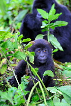 Young Mountain gorilla (Gorilla beringei) sitting, Volcanoes National Park, Rwanda, Africa