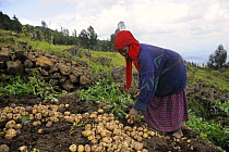 Woman harvesting potatoes on land, Volcanoes Mountains, Rwanda, Africa, 2008