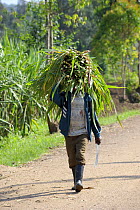 Man carrying Sugarcane on the road to Ruhengeri, Rwanda, Africa, 2008