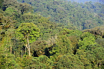 Primary tropical rainforest near Nyunguwe, Rwanda, Africa