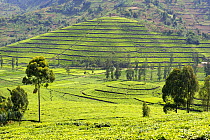 Tea plantation near Nyunguwe, Rwanda, Africa