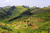 Farmland with tea plantation, Rwanda, Africa