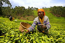 Woman harvesting tea on tea plantation, Nyunguwe, Rwanda, Africa, 2008