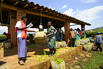 Farmers weighing harvested tea at the factory, Nyunguwe, Rwanda, Africa, 2008