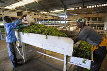 Workers drying tea in factory, Nyunguwe, Rwanda, Africa, 2008