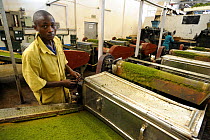 Worker drying tea in factory, Nyunguwe, Rwanda, Africa, 2008