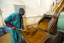 Worker smoking tea in factory, Nyunguwe, Rwanda, Africa, 2008