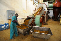 Worker smoking tea in factory, Nyunguwe, Rwanda, Africa, 2008