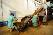 Woman worker smoking tea in factory, Nyunguwe, Rwanda, Africa, 2008