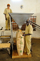 Workers conditioning tea in factory, Nyunguwe, Rwanda, Africa, 2008