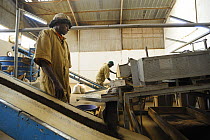 Workers in tea factory, Nyunguwe, Rwanda, Africa, 2008
