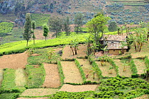 Looking down on terraced farmland and traditional house, Rwanda, Africa, 2008