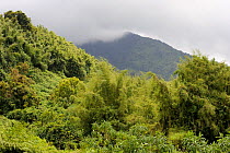 Tropical rainforest, Volcanoes National Park, Rwanda, Africa