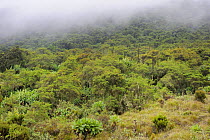 Tropical forest, Volcanoes National Park, Rwanda, Africa