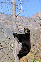 Spectacled bear (Tremarctos ornatus) climbing a tree, Chaparri Ecological Reserve, Peru, South America, captive