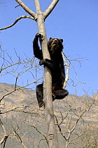 Spectacled bear (Tremarctos ornatus) climbing in tree, Chaparri Ecological Reserve, Peru, South America, captive