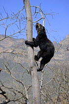 Spectacled bear (Tremarctos ornatus) climbing in tree, Chaparri Ecological Reserve, Peru, South America, captive