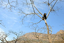 Spectacled bear (Tremarctos ornatus) sitting in tree, looking down, Chaparri Ecological Reserve with Mount Chaparri in the background, Peru, South America, captive