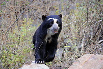 Small female Spectacled bear (Tremarctos ornatus) in the dry forest, Chaparri Ecological Reserve, Peru, South America, captive