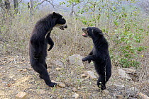 Encounter and fighting between two female Spectacled bears (Tremarctos ornatus), dry forest, Chaparri Ecological Reserve, Peru, South America, captive