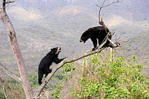 Encounter and intimidating behaviour between two Spectacled bears (Tremarctos ornatus) climbing in tree, dry forest, Chaparri Ecological Reserve, Peru, South America, captive