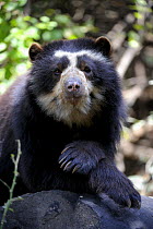 Portrait of male Spectacled bear (Tremarctos ornatus) Chaparri Ecological Reserve, Peru, South America, captive