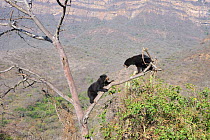 Encounter and intimidating behavior between two Spectacled bears (Tremarctos ornatus) climbing in tree, Chaparri Ecological Reserve, Peru, South America, captive