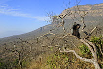 Spectacled bear (Tremarctos ornatus) in tree, Chaparri Ecological Reserve with Mount Chaparri in the background, Peru, South America, captive