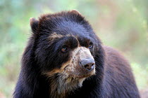 Male Spectacled bear (Tremarctos ornatus) Chaparri Ecological Reserve, Peru, South America, captive